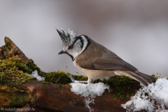 124 Haubenmeise - Parus cristatus